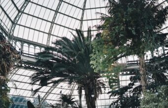Arbres d’intérieur : Comment inviter la nature chez vous Arbres d'intérieur