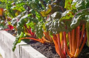 La rhubarbe géante, une plante exotique à la beauté saisissante La rhubarbe géante