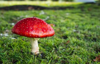 Le champignon jardin : Un mystère intemporel qui s’exprime dans nos jardins Le champignon jardin