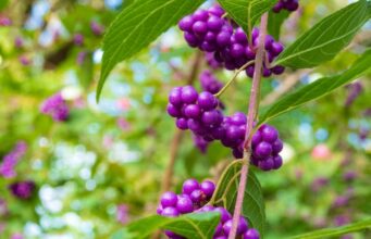 Arbre à bonbon : une découverte sucrée et originale Callicarpa