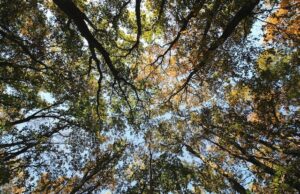 Les arbres persistants à croissance rapide pour un extérieur verdoyant toute l’année arbres persistants à croissance rapide