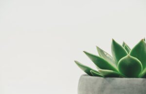 Les secrets pour réussir le bouturage des succulentes bouture succulente
