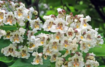 Les nombreux inconvénients du catalpa décortiqués catalpa
