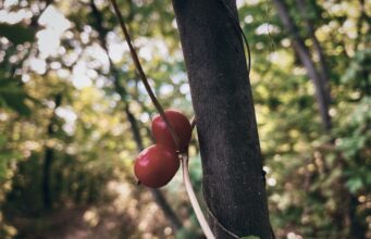 Les secrets du cerisier sauvage : beauté et utilité au rendez-vous cerisier sauvage