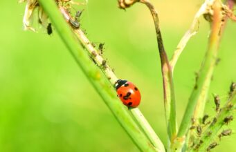 Le mystère des coccinelles venimeuses : mythe ou réalité ? coccinelles venimeuses