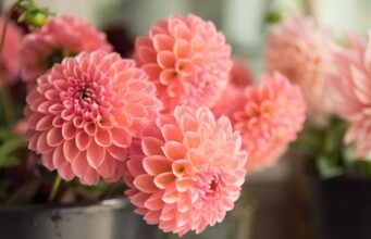 Les secrets pour cultiver de magnifiques dahlias comment avoir de beaux dahlias