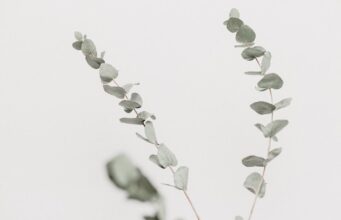 Le majestueux eucalyptus gunnii adulte : un arbre unique pour sublimer votre jardin eucalyptus gunnii