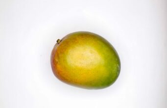 Comment faire germer un noyau de mangue efficacement ? faire germer un noyau de mangue