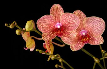 Orchidée tête de mort : La mystérieuse beauté des fleurs macabres plante tête de mort