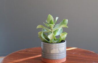 Succombez au charme du mystérieux Arbre de Jade Arbre de Jade
