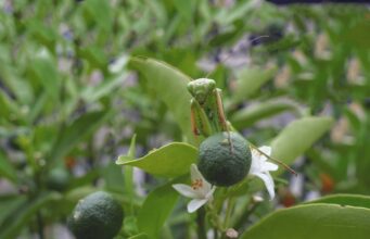 L’art de cultiver le citronnier en pot pour un jardin luxuriant et parfumé citronnier en pot