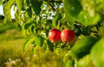 Pomme sur arbre : une exploration des variétés et méthodes de culture Pomme sur arbre