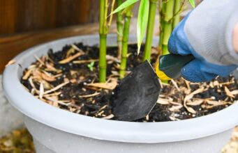 Pourquoi choisir le bambou en pot : atouts et astuces bambou en pot