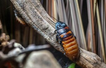 Les cafards de jardin : comment les identifier et les éliminer Cafard de jardin
