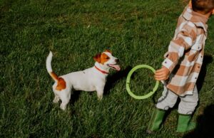 Le guide ultime pour choisir le frisbee idéal pour votre chien Frisbee-chien